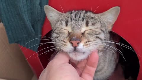 Very Cute Chubby Tabby Kittens