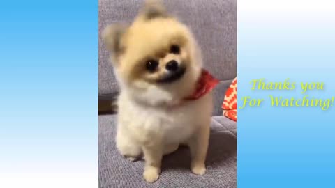 Cute Pets And Funny Animals Compilation ----- 2021