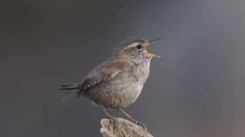Bird singing beautifully