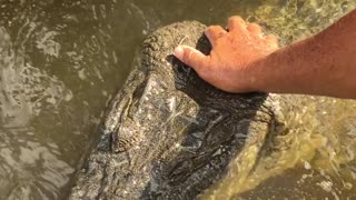 Contact with a beautiful crocodile in the mangrove!!!