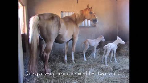 Horse Acts Strangely After Giving Birth