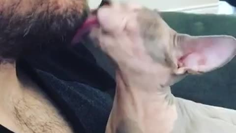 Sphynx gives all the kisses