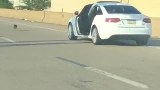 Dog Escapes Car on the Interstate