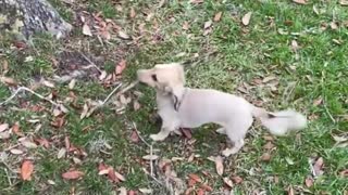 Small dog tries to run from human with big stick