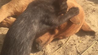 Kitty Tries to Wake Best Friend After He Passed Away