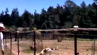 Funny animals video