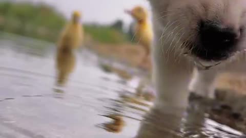 The dog drinks water by the river #cutepet #dog