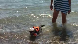 Puppy learning to swim