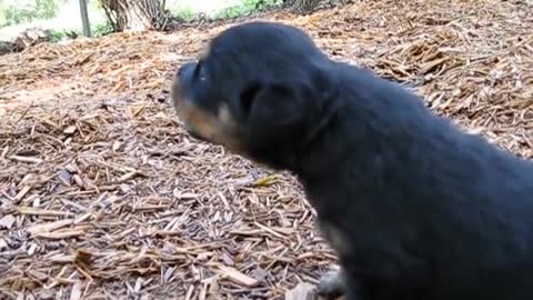 Rottweiler puppy howling