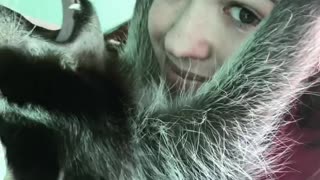 Raccoon Kisses
