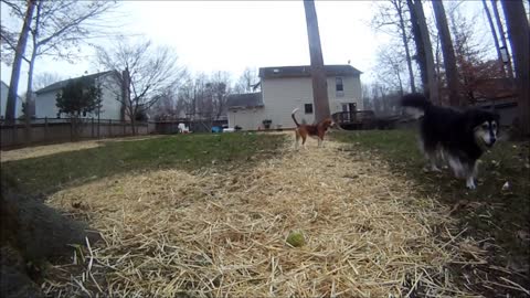 Jumping Beagle