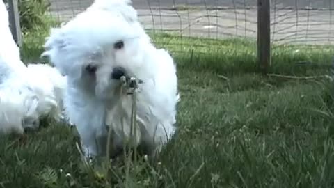 CUTE PUPPIES!!- 8 Weeks Old- Puppies vs Cat!