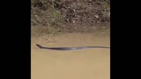 Cottonmouth snake bigger then my boat in Tennessee