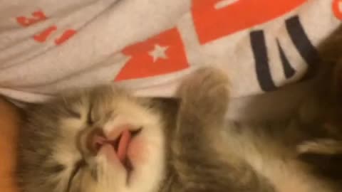 Cute Kitten Hiccups