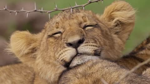 Close Up of Sleepy Lion Cub