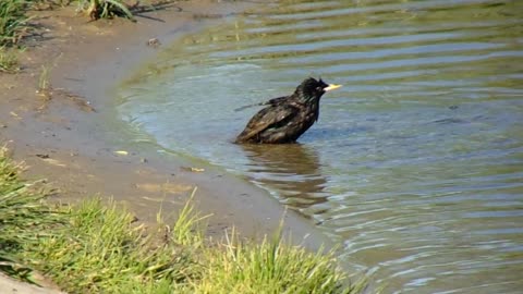 Starling washes in the river