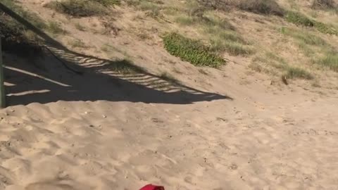 Guy does a front flip off balcony and lands face first in sand