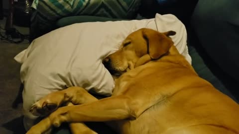 Awakening an appreciative doggo having a bad dream