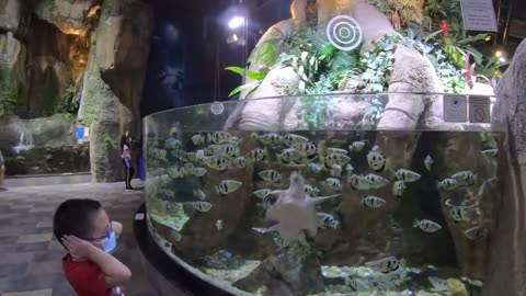 Exploring DUBAI AQUARIUM & UNDERWATER ZOO