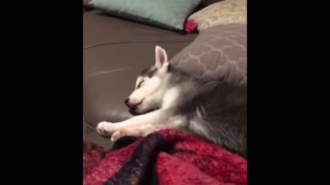 Husky Puppy Doesn't Like Being Woken Up