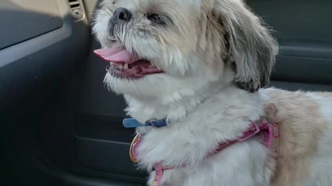 A Day In Life Of Rosie The Shihtzu
