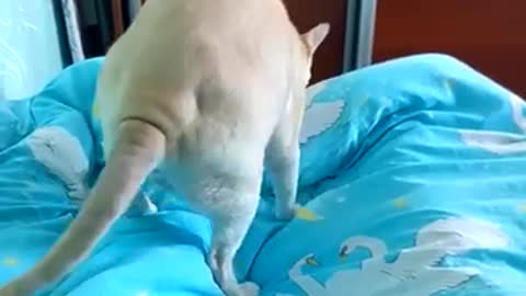cat bites the blanket