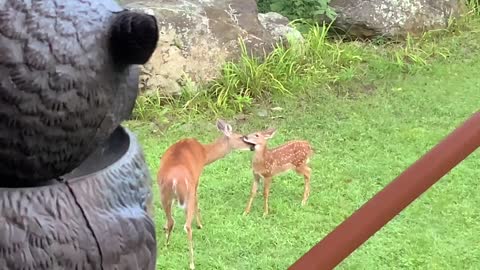 Doe / Fawn NW NC deer 🦌 at The Treehouse 🌳 50 day old Scamp and mom Lady 🦌 Scamp is getting big