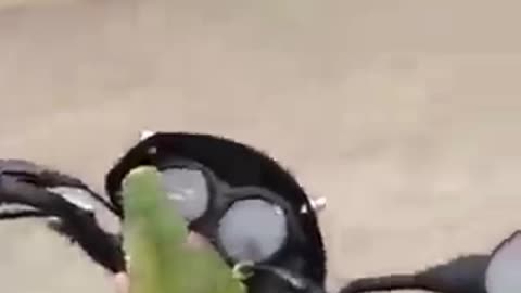parrot riding motorcycle