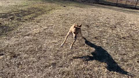 The fun and not so fun parts of the dog park!