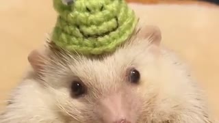 hedgehog with a hat of fur