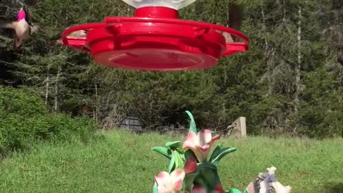 Hummingbirds galore