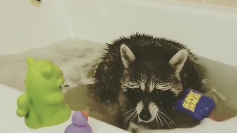 Raccoon plays in the tub with his rubber duckies