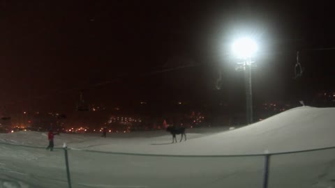 Moose in half pipe charges ski patrol