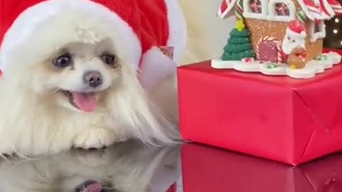 Cute dog Wearing christmass dress