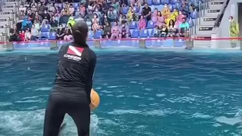 Dolphins playing ball