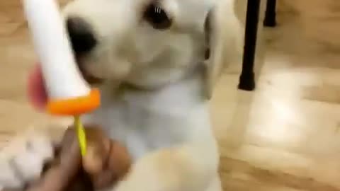 Puppy loves ice cream 2021