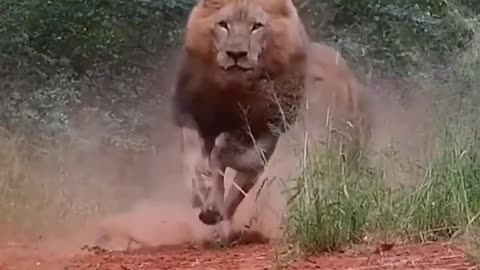Angry lions _shorts _lion _shortvideo _viralvideo _trending