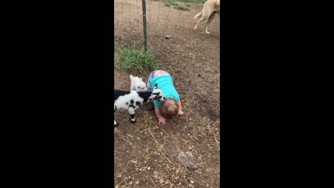 Baby goat wants to be friend with adorably little boy