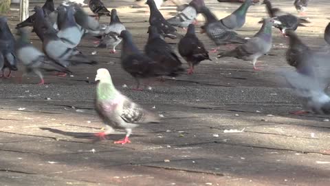 Pigeons in the Park Video