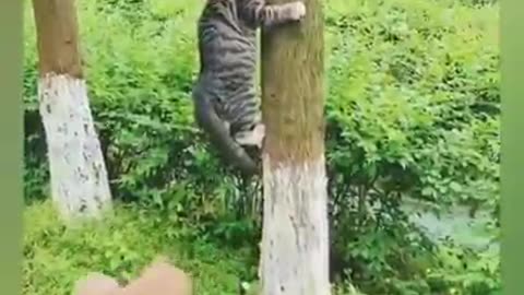 Cat funny videos 😹😂😂😂 #catlover #rumble