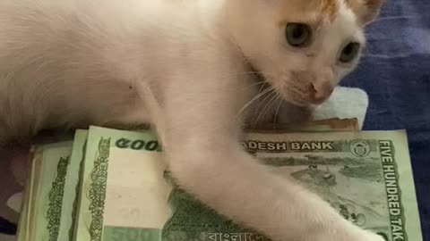 The cat embraces the money and does not want to give it to the man, and he deceived her🤑💰