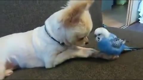 Cute parrot and Dog 're best friend/ funny animals