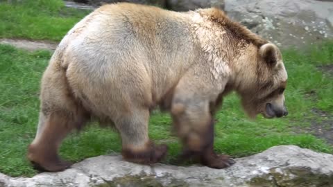 Brown Bear Walks Freely In Zoo