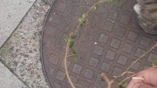 Tiger Kitten Jumping and Playing with tree branch😻 😻 😻