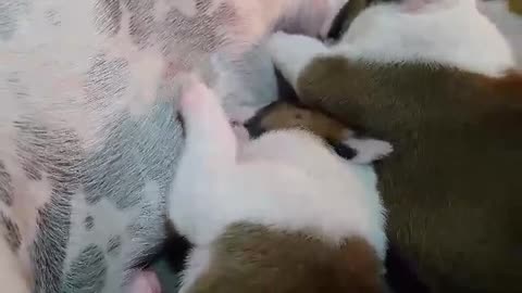 English Bulldog Puppies Eating