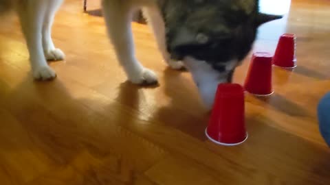 Clever Alaskan Malamute Figures Out Party Cup Trick