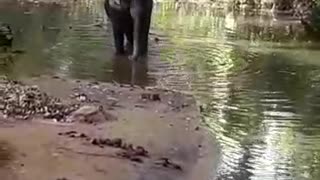 Wildlife of elephant