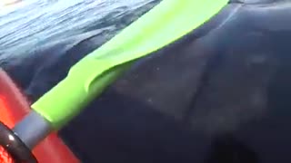 Humpback whale suspends kayak