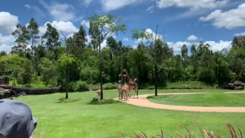Giraffes at Australia Zoo