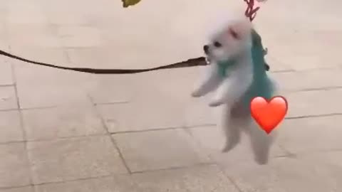 Flying on clouds Dog 🐕 Training